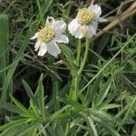 Achillea ptarmica 花