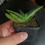 Aloe macrocarpa Blatt