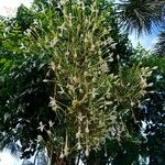 Millingtonia hortensis Cvet
