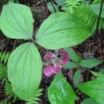 Trillium catesbaei Habit