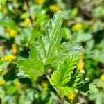 Ribes magellanicum Hoja