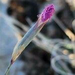 Dianthus austroiranicus Kukka