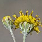 Hymenopappus filifolius Цветок