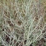 Artemisia santonicum Feuille