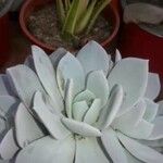 Echeveria laui Hoja