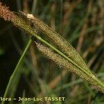 Carex microcarpa Kukka