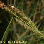 Carex microcarpa Blüte