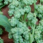 Chenopodium ficifolium Flower