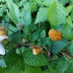 Rubus spectabilisLeaf