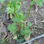 Ranunculus abortivus Feuille