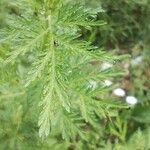 Artemisia annuaبرگ