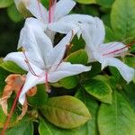 Rhododendron arborescens Blodyn