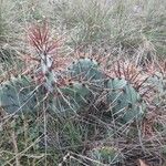 Opuntia littoralis Lapas