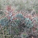 Opuntia littoralis List