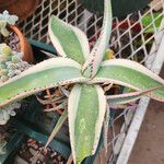 Agave guiengola Blad