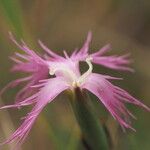 Dianthus hyssopifolius 花