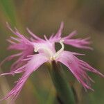 Dianthus hyssopifolius Blüte