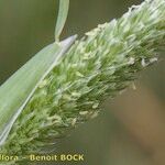 Phalaris paradoxa Fruit