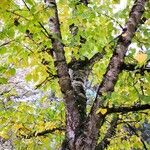 Betula maximowicziana Агульны выгляд