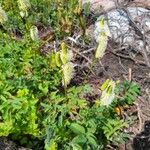 Sanguisorba canadensisBlomst