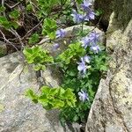 Aquilegia bernardii Облик