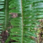 Nephrolepis cordifolia Blad