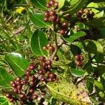 Rhamnus alaternus Fruit