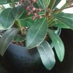 Skimmia japonica Folha