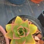 Aeonium nobile 葉