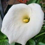 Zantedeschia aethiopica Blüte