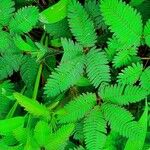 Mimosa pudica Blad