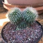 Rebutia minuscula Лист
