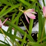 Rhodohypoxis baurii 花