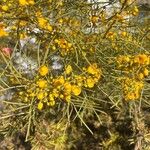Senna artemisioides Blüte