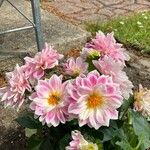 Dahlia pinnataFlower