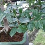 Syzygium paniculatum Leaf