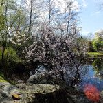 Prunus tomentosa 形态
