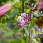 Salvia canariensis Blüte