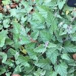 Convolvulus althaeoides Blatt