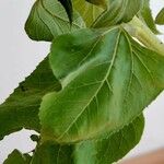 Helianthus giganteus Leaf