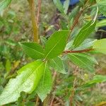 Salix phylicifolia Blatt