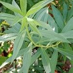 Solidago rugosa Hoja