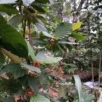Mitragyna stipulosa Blatt
