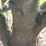 Acer × coriaceum Corteza