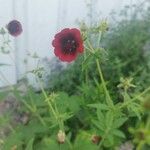 Potentilla thurberi Flower