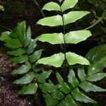 Adiantum petiolatum 葉