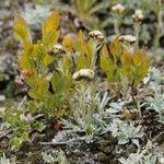 Antennaria alpina Hábitos