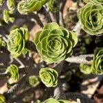 Aeonium balsamiferum Blatt