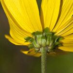 Helianthus atrorubens Λουλούδι