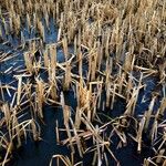 Typha latifolia অভ্যাস